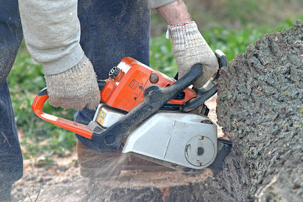 Trusted Hannibal, MO Tree Removal Services Experts